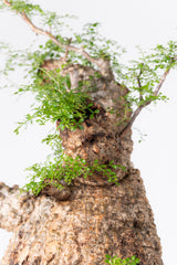 1008 発根済 Operculicarya Pachypus オペルクリカリア・パキプス