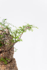 1008 発根済 Operculicarya Pachypus オペルクリカリア・パキプス