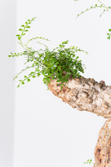 1008 発根済 Operculicarya Pachypus オペルクリカリア・パキプス