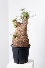 1008 発根済 Operculicarya Pachypus オペルクリカリア・パキプス