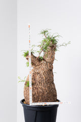 1008 発根済 Operculicarya Pachypus オペルクリカリア・パキプス