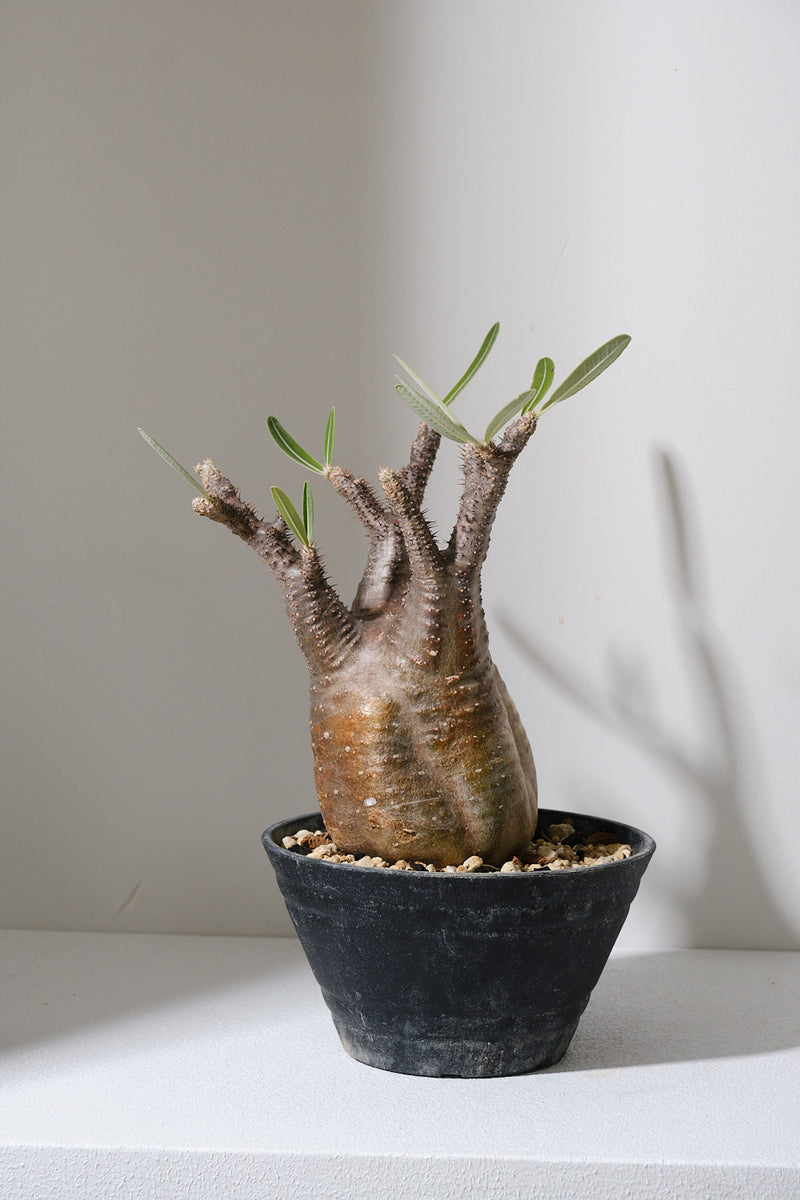 152SG  発根済み パキポディウム グラキリス Pachypodium gracilius