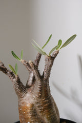 152SG  発根済み パキポディウム グラキリス Pachypodium gracilius