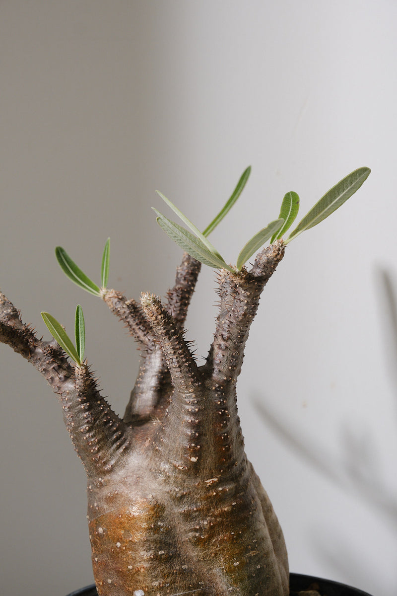 152SG  発根済み パキポディウム グラキリス Pachypodium gracilius