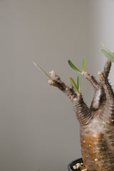 152SG  発根済み パキポディウム グラキリス Pachypodium gracilius