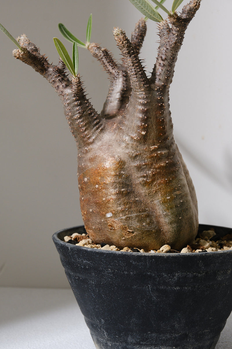 152SG  発根済み パキポディウム グラキリス Pachypodium gracilius