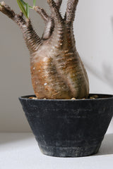 152SG  発根済み パキポディウム グラキリス Pachypodium gracilius