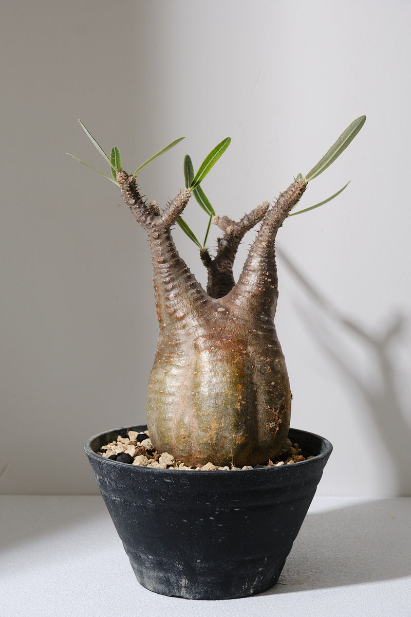152SG  発根済み パキポディウム グラキリス Pachypodium gracilius