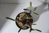 152SG  発根済み パキポディウム グラキリス Pachypodium gracilius