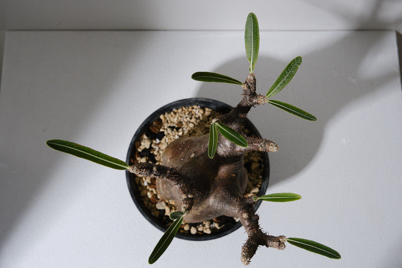 152SG  発根済み パキポディウム グラキリス Pachypodium gracilius