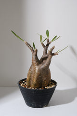 152SG  発根済み パキポディウム グラキリス Pachypodium gracilius