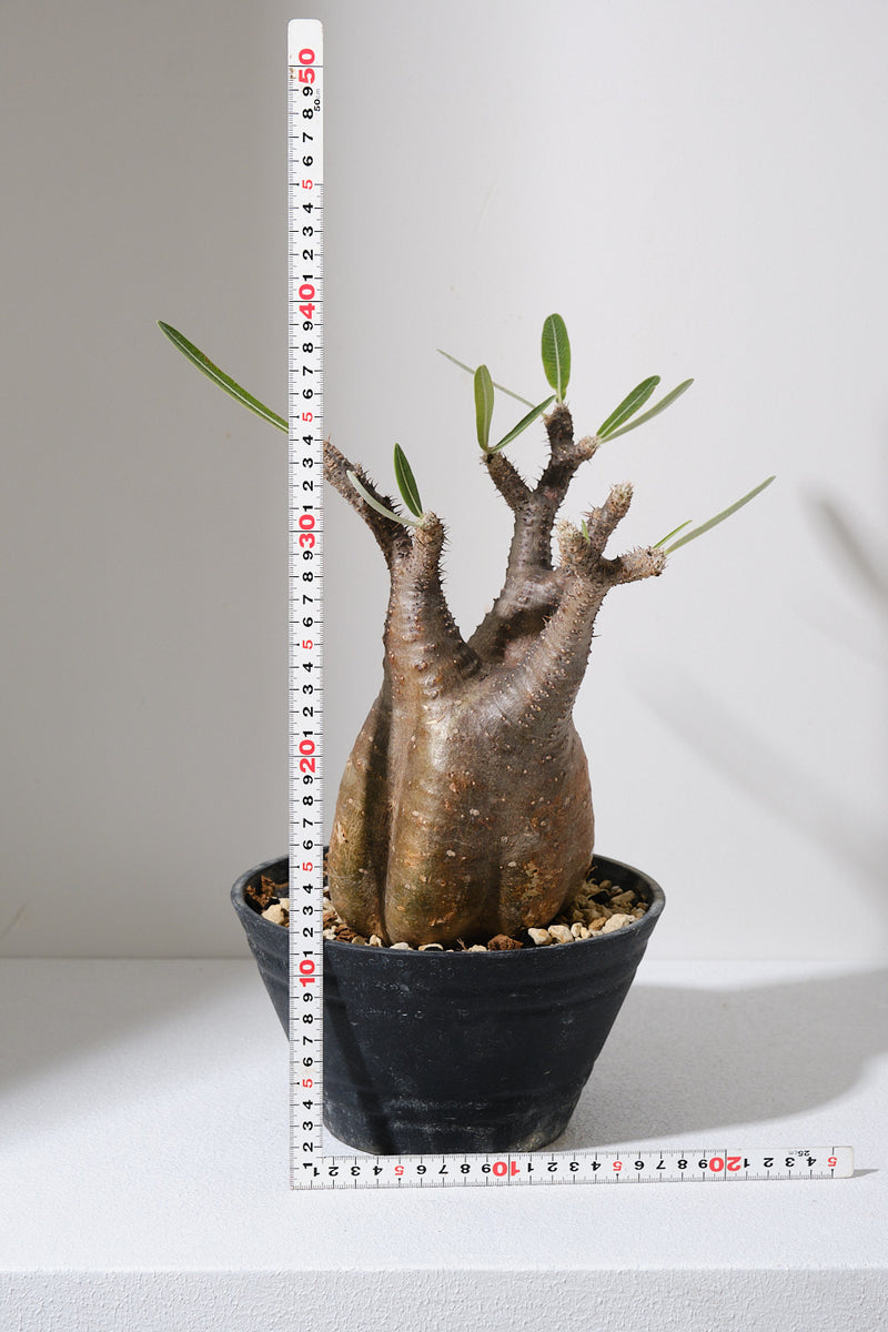 152SG  発根済み パキポディウム グラキリス Pachypodium gracilius