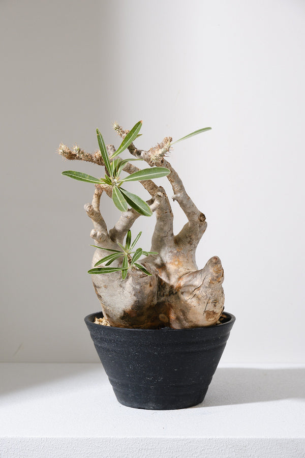 313ぐ  発根済み パキポディウム グラキリス Pachypodium gracilius