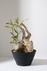 313ぐ  発根済み パキポディウム グラキリス Pachypodium gracilius