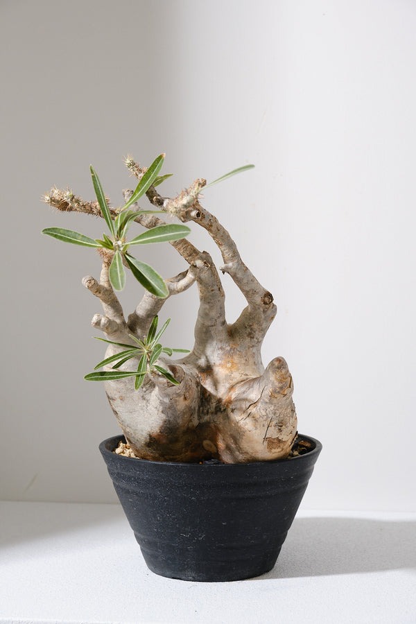 313ぐ  発根済み パキポディウム グラキリス Pachypodium gracilius