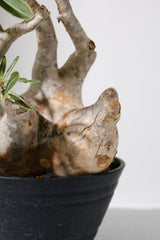 313ぐ  発根済み パキポディウム グラキリス Pachypodium gracilius