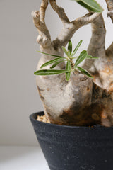 313ぐ  発根済み パキポディウム グラキリス Pachypodium gracilius