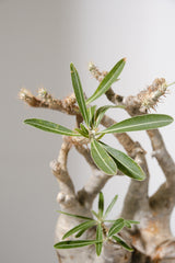 313ぐ  発根済み パキポディウム グラキリス Pachypodium gracilius
