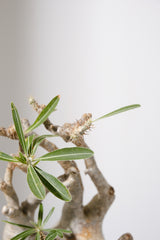 313ぐ  発根済み パキポディウム グラキリス Pachypodium gracilius