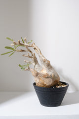 313ぐ  発根済み パキポディウム グラキリス Pachypodium gracilius