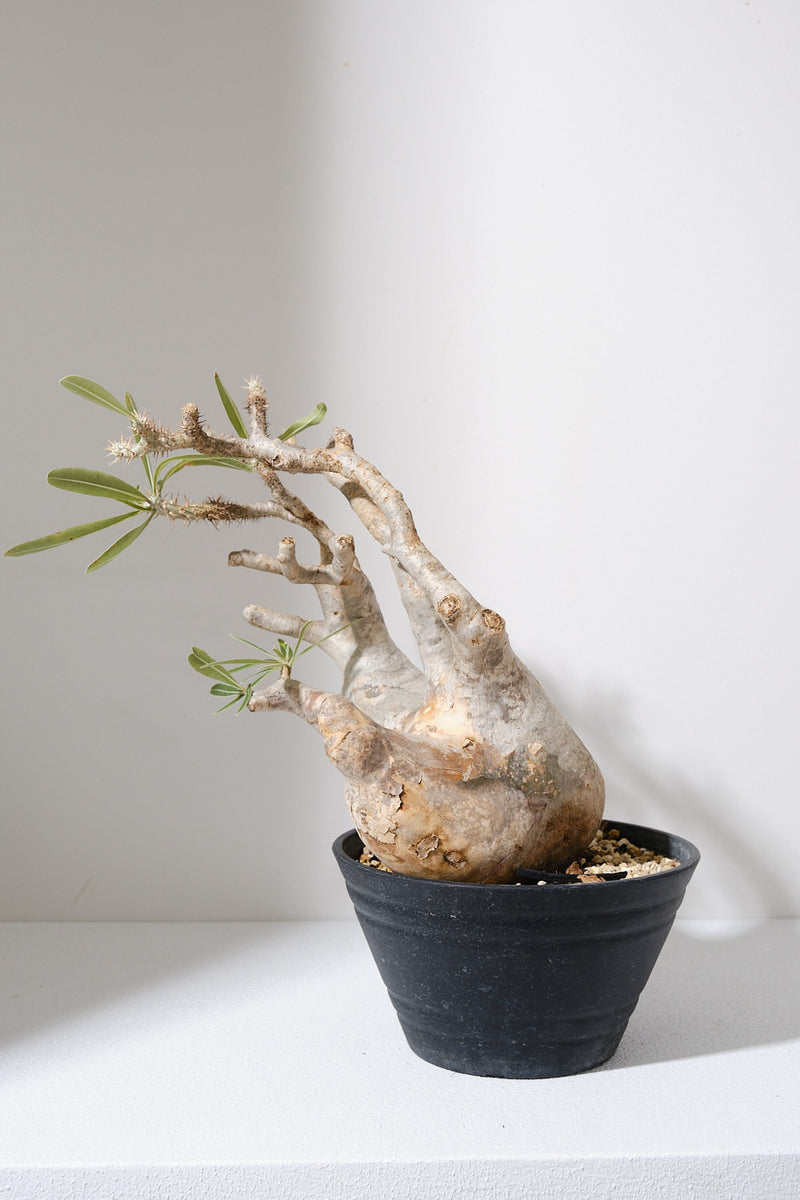 313ぐ  発根済み パキポディウム グラキリス Pachypodium gracilius