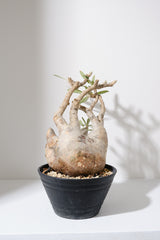 313ぐ  発根済み パキポディウム グラキリス Pachypodium gracilius