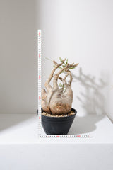 313ぐ  発根済み パキポディウム グラキリス Pachypodium gracilius