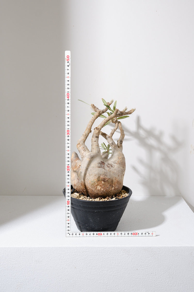 313ぐ  発根済み パキポディウム グラキリス Pachypodium gracilius