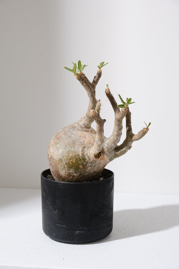 PG515 発根済み パキポディウム グラキリス Pachypodium gracilius