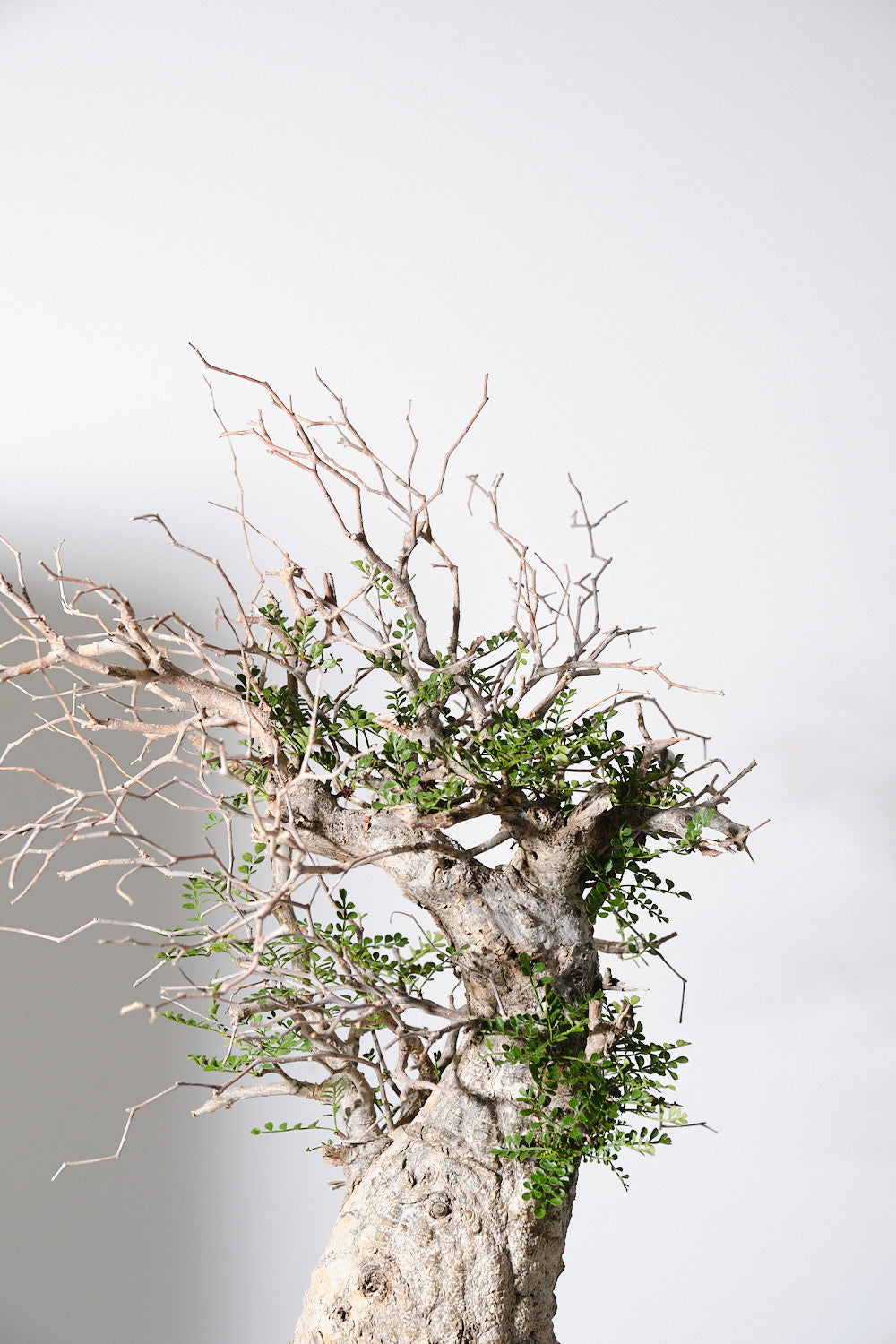 12 発根済 Operculicarya Pachypus オペルクリカリア・パキプス – KOMO