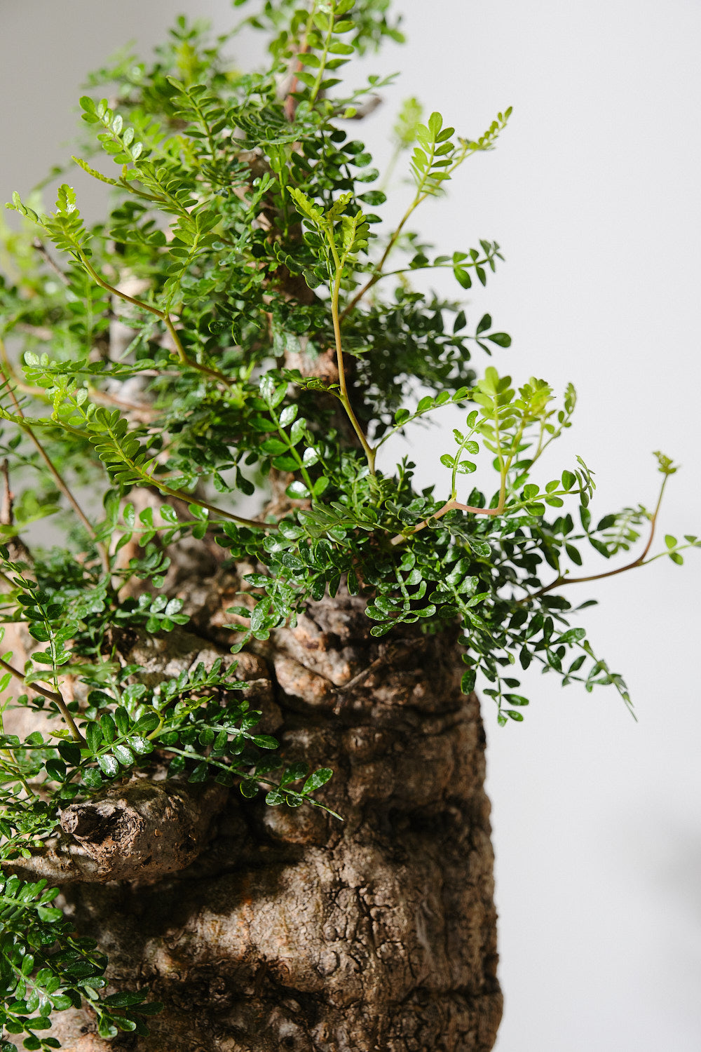 7 発根済 Operculicarya Pachypus オペルクリカリア・パキプス 7 発根済 Operculicarya Pachypus オペルクリカリア・パキプス