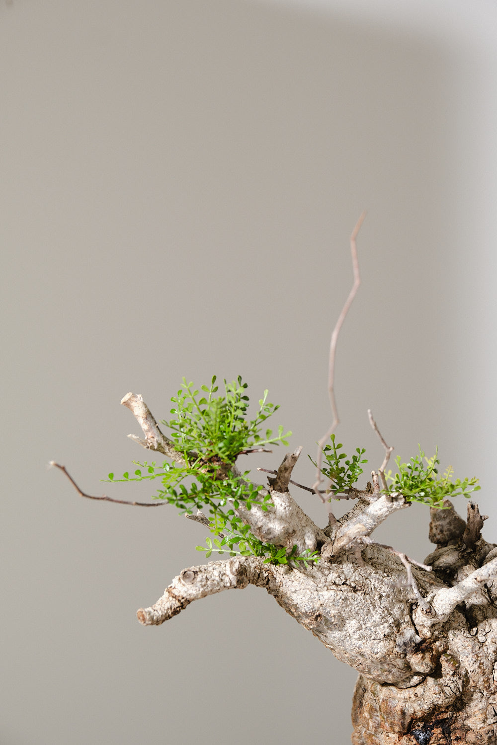 【塊根植物・実生】オペルクリカリア　パキプス8’【種から発芽！・発根株・Operculicarya pachypus】 種子] オペルクリカリア パキプス Operculicarya pachypus Lot.2025Dの