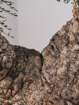 1028 - 発根済 Operculicarya Pachypus オペルクリカリア・パキプス