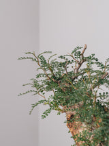 1029 - 発根済 Operculicarya Pachypus オペルクリカリア・パキプス