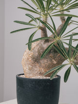 2002 - 発根済 Pachypodium Gracilius　パキポディウム・グラキリス