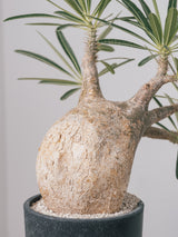2002 - 発根済 Pachypodium Gracilius　パキポディウム・グラキリス