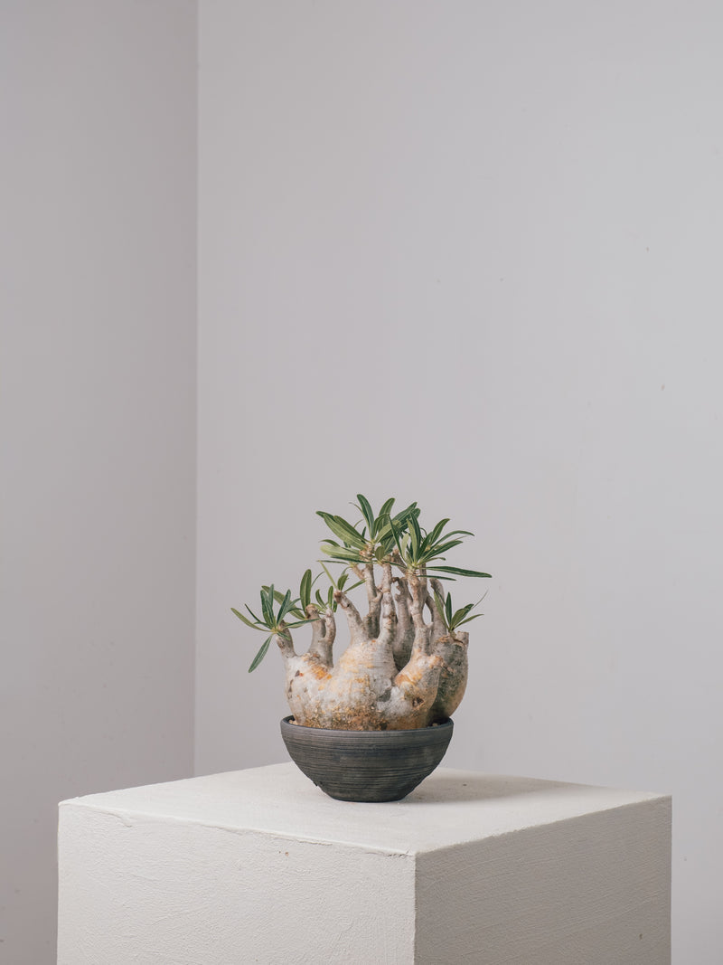 2003 - 発根済 Pachypodium Gracilius パキポディウム・グラキリス – KOMO