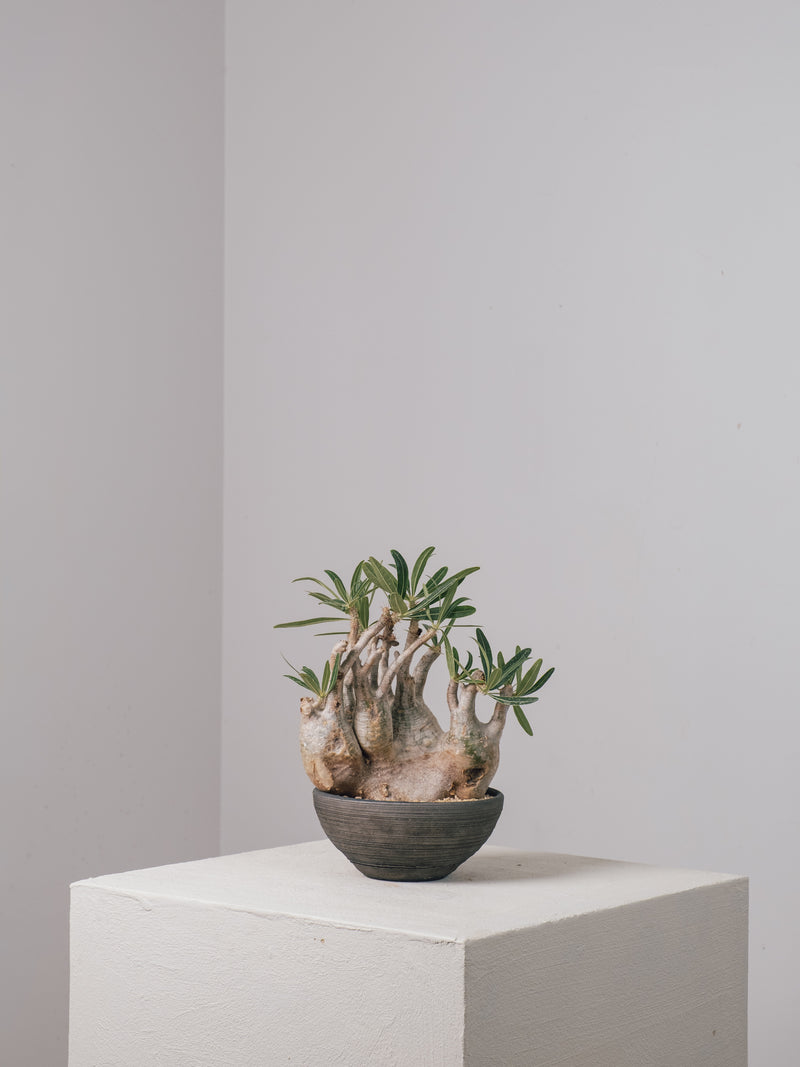 2003 - 発根済 Pachypodium Gracilius パキポディウム・グラキリス – KOMO