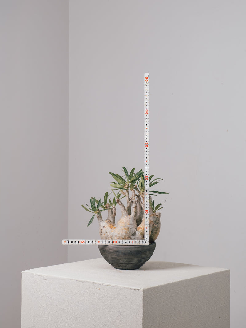2003 - 発根済 Pachypodium Gracilius パキポディウム・グラキリス – KOMO