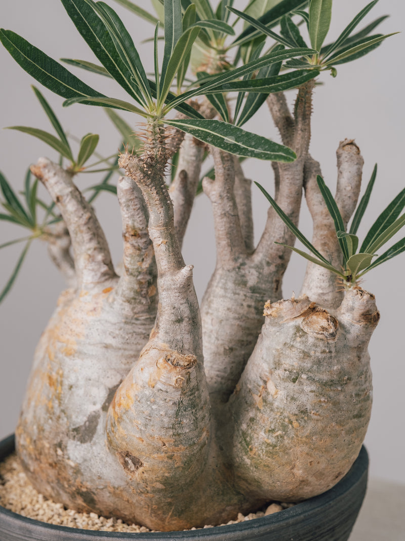 2003 - 発根済 Pachypodium Gracilius パキポディウム・グラキリス – KOMO