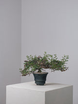 3004 - 発根済 Commiphora sp. Eyl コミフォラ・エイル