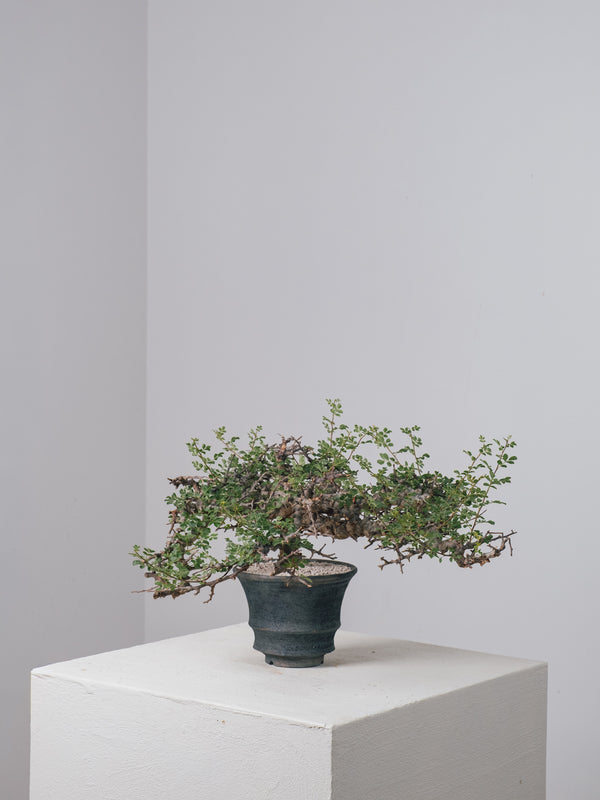 塊根植物 コーデックス コミフォラ エイル Commiphora sp.Eyl 3004 - 発根済 Commiphora sp. Eyl コミフォラ・エイル – KOMO