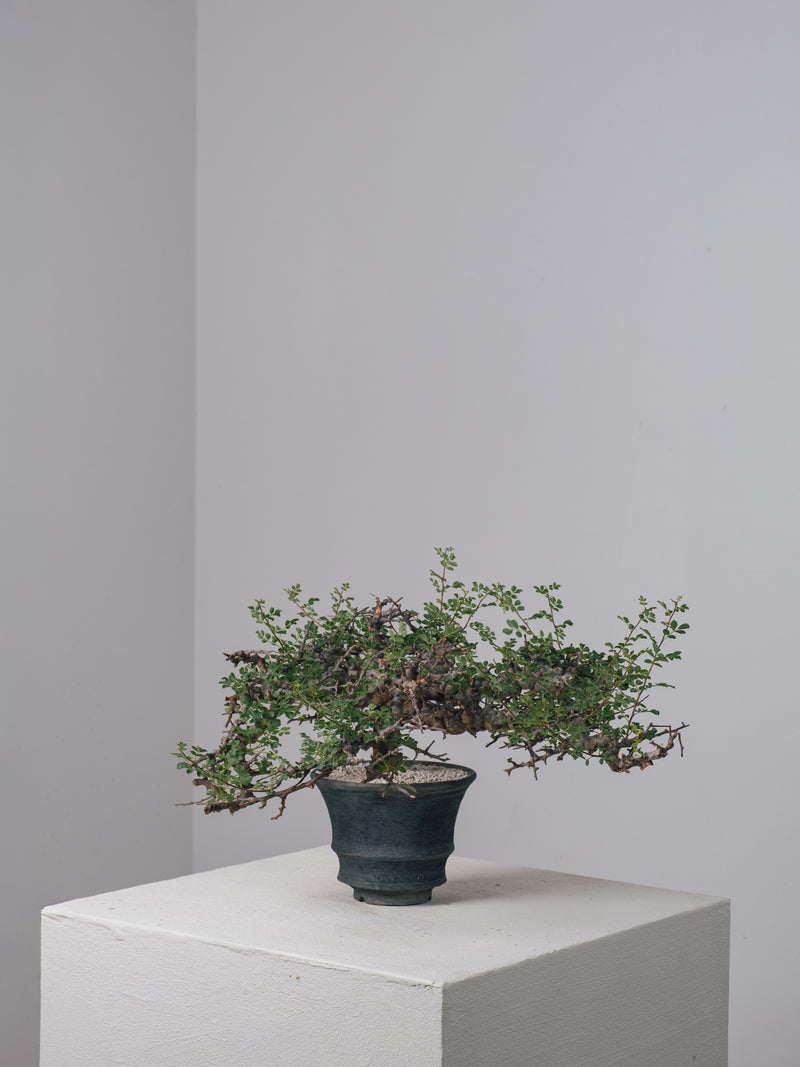 3004 - 発根済 Commiphora sp. Eyl コミフォラ・エイル – KOMO