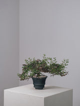 3004 - 発根済 Commiphora sp. Eyl コミフォラ・エイル