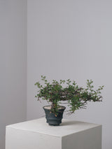 3004 - 発根済 Commiphora sp. Eyl コミフォラ・エイル