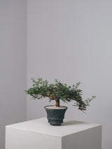 3004 - 発根済 Commiphora sp. Eyl コミフォラ・エイル