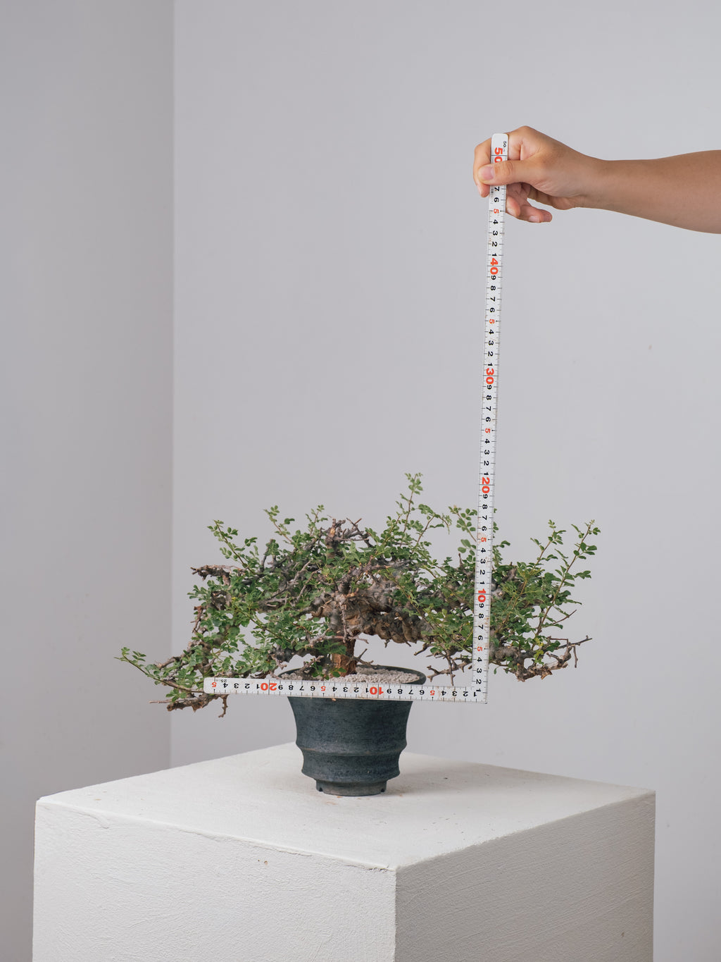 3004 - 発根済 Commiphora sp. Eyl コミフォラ・エイル – KOMO
