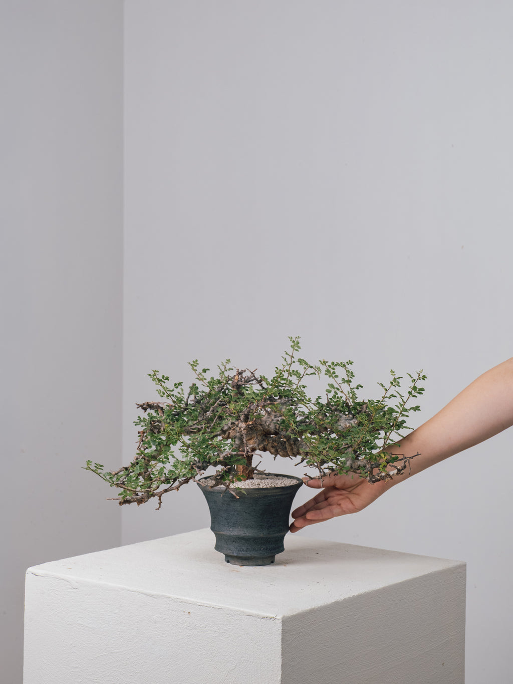 3004 - 発根済 Commiphora sp. Eyl コミフォラ・エイル – KOMO