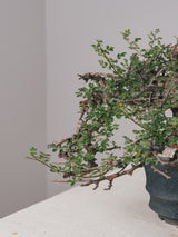 3004 - 発根済 Commiphora sp. Eyl コミフォラ・エイル