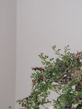 3004 - 発根済 Commiphora sp. Eyl コミフォラ・エイル